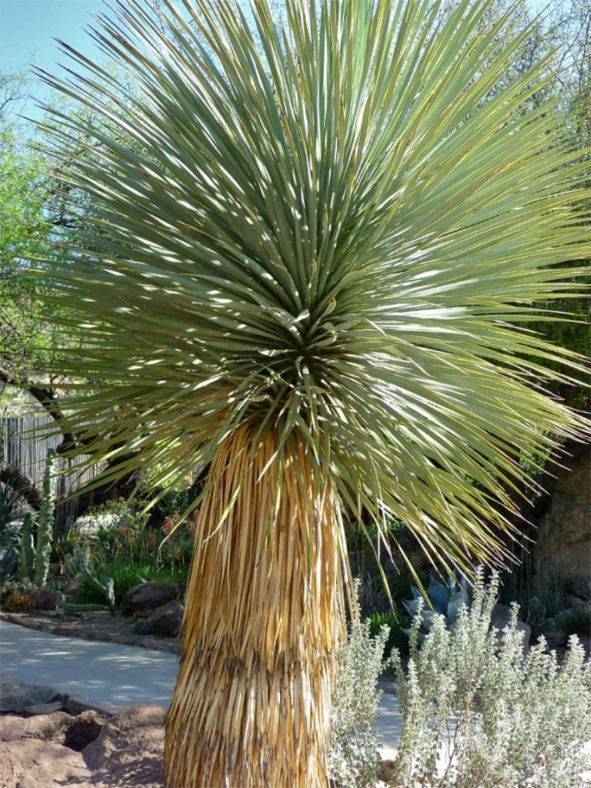 Yucca thompsoniana - Thompson's Yucca