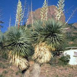 Yucca thompsoniana - Thompson's Yucca