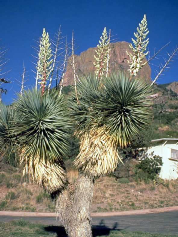 Yucca thompsoniana - Thompson's Yucca