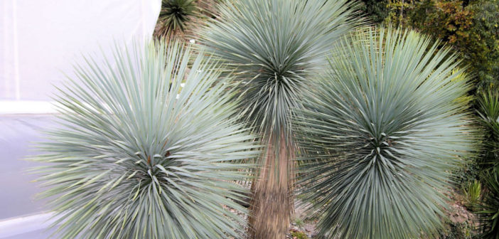 Yucca thompsoniana (Thompson's Yucca) - World of Succulents