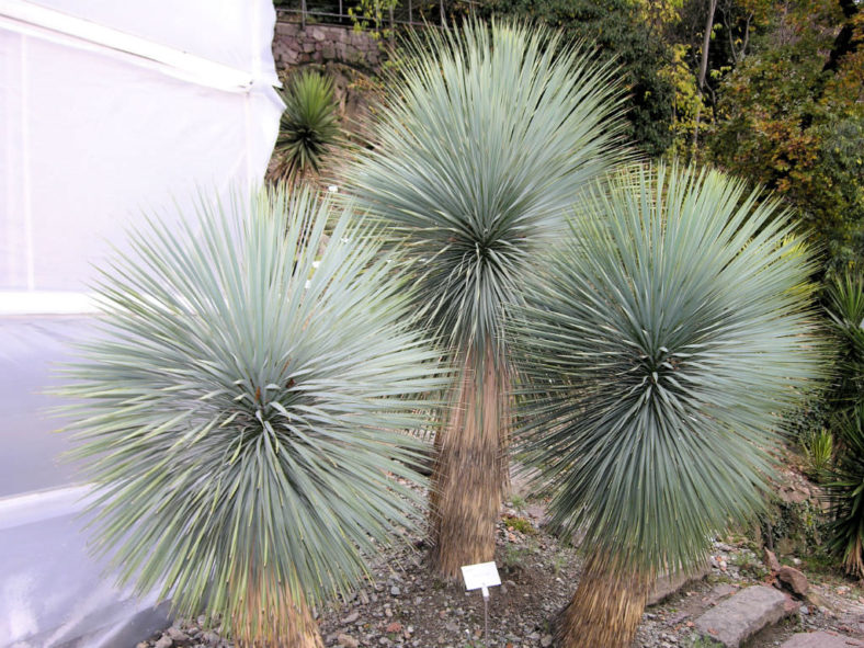 Yucca thompsoniana - Thompson's Yucca