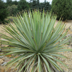 Yucca thompsoniana - Thompson's Yucca