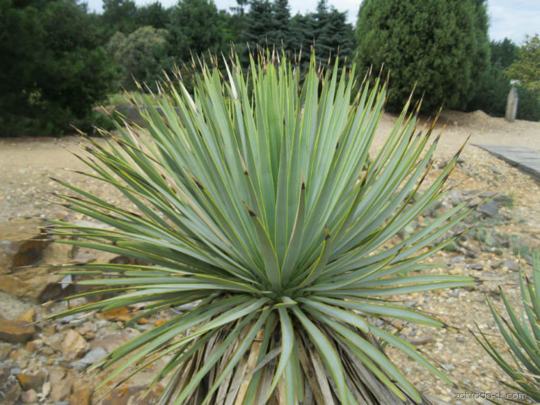 Yucca thompsoniana - Thompson's Yucca