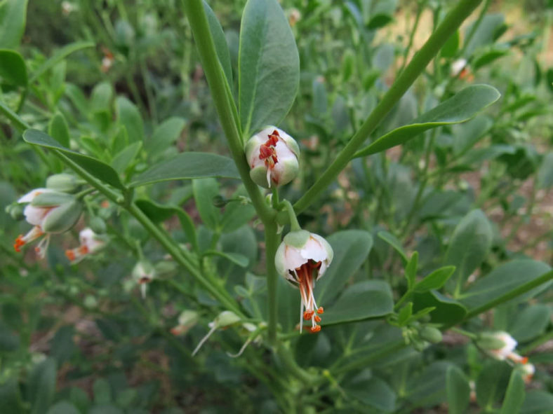 Zygophyllum fabago - Syrian Bean Caper