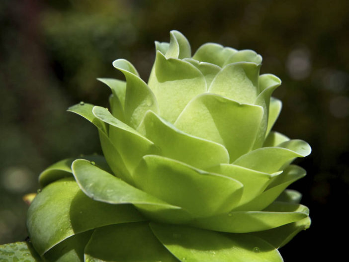 Aeonium diplocyclum 'Giganteum' aka Greenovia diplocycla 'Gigantea'