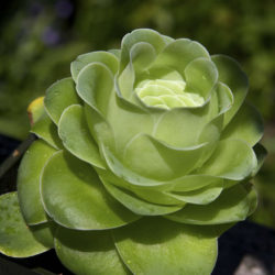Aeonium diplocyclum 'Giganteum' aka Greenovia diplocycla 'Gigantea'