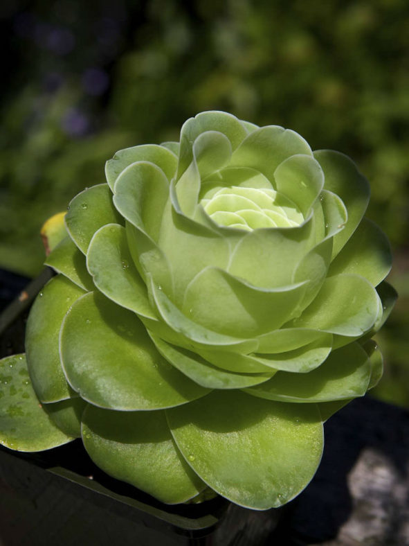 Aeonium diplocyclum 'Giganteum' aka Greenovia diplocycla 'Gigantea'