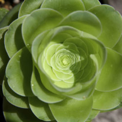 Aeonium diplocyclum 'Giganteum' aka Greenovia diplocycla 'Gigantea'