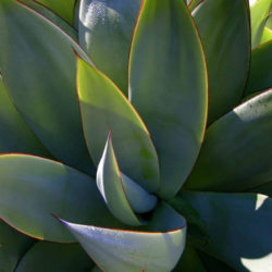 Agave mitis - Mitis Century Plant