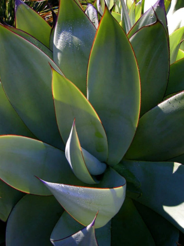 Agave mitis - Mitis Century Plant