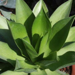 Agave mitis - Mitis Century Plant