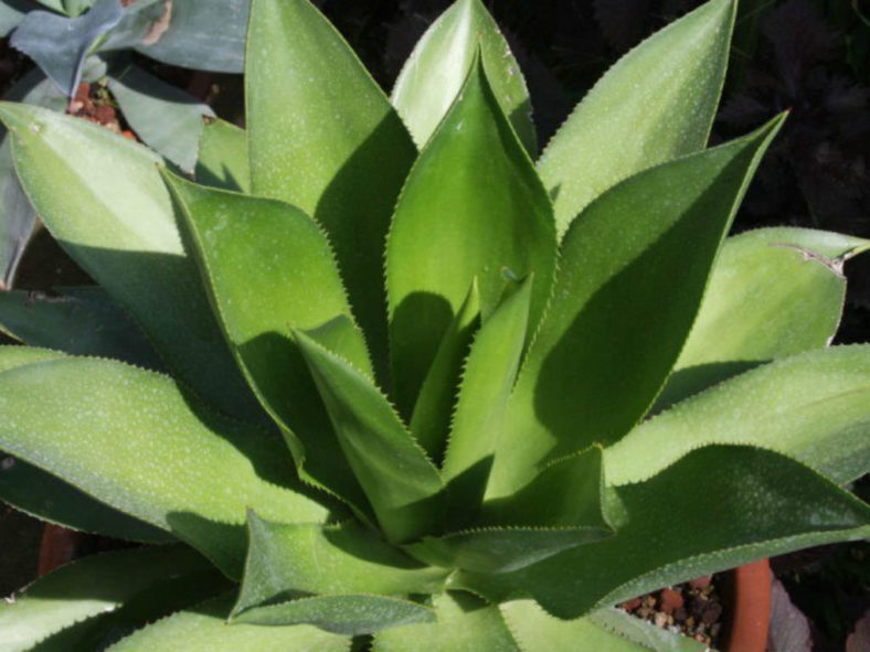 Agave mitis - Mitis Century Plant