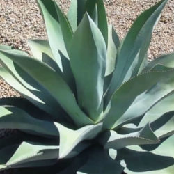 Agave mitis - Mitis Century Plant