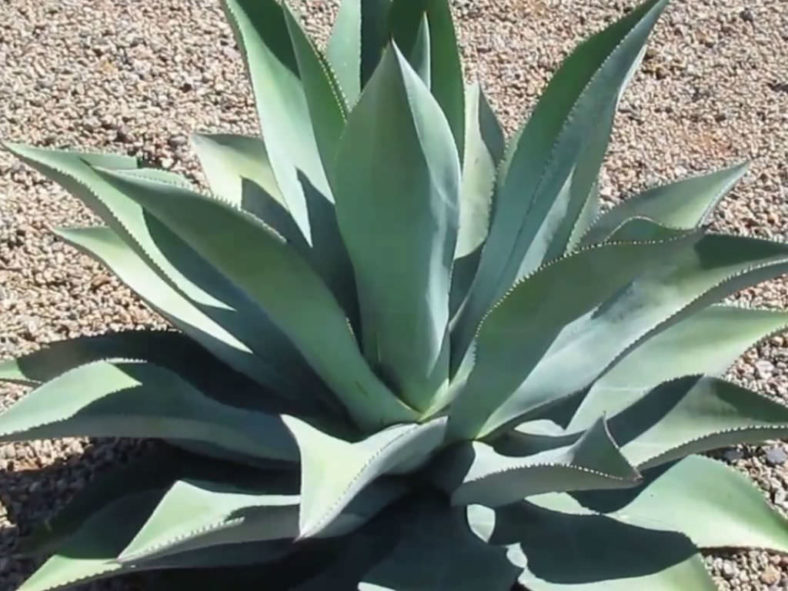 Agave mitis - Mitis Century Plant
