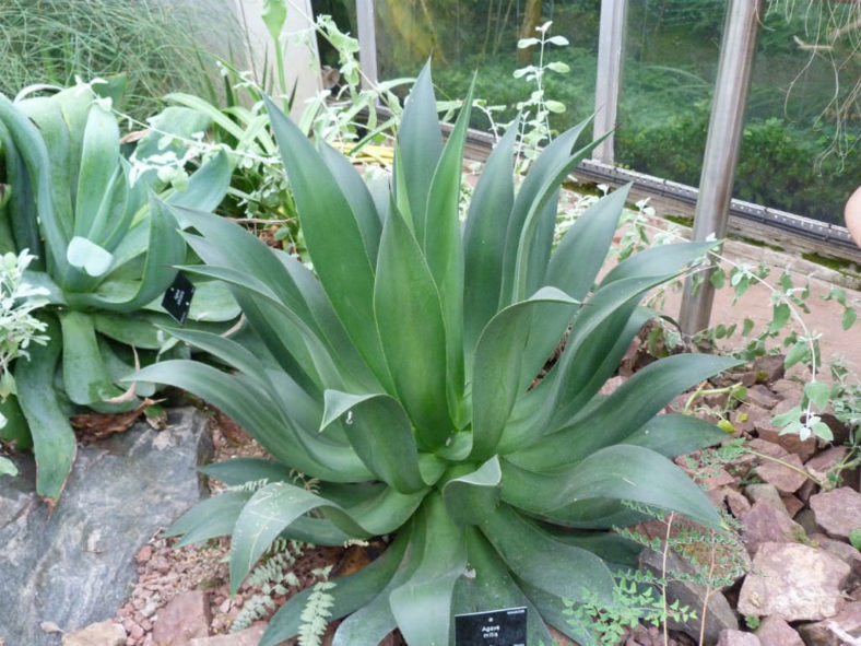 Agave mitis - Mitis Century Plant