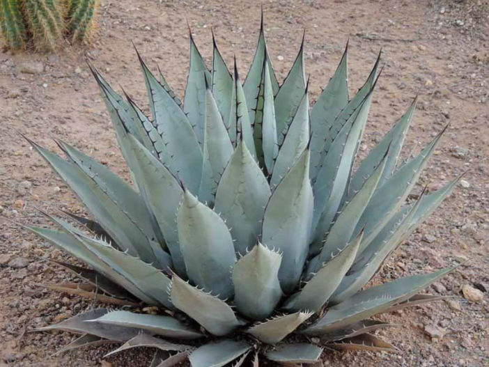 Agave parryi subsp. neomexicana - New Mexico Agave