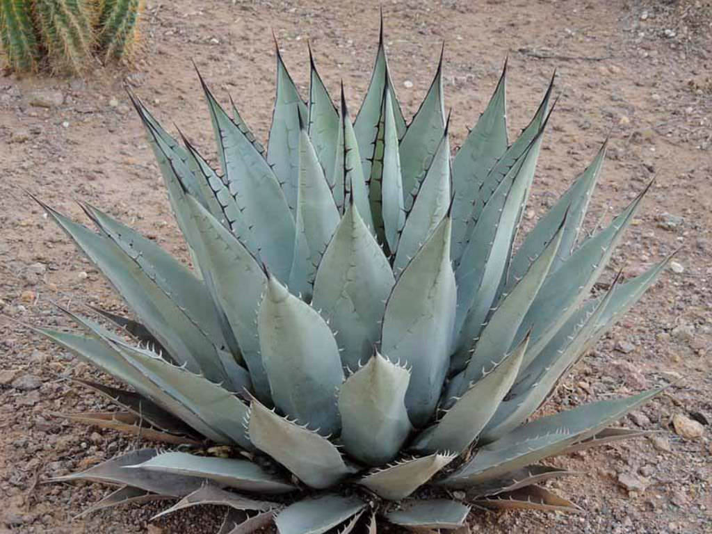 Agave parryi subsp neomexicana (New Mexico Agave) World of Succulents