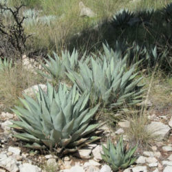 Agave parryi subsp. neomexicana - New Mexico Agave