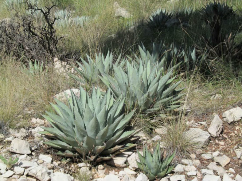 Agave parryi subsp. neomexicana - New Mexico Agave