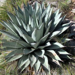 Agave parryi subsp. neomexicana (New Mexico Agave) - World Agave parryi subsp. neomexicana (New Mexico Agave) - World
