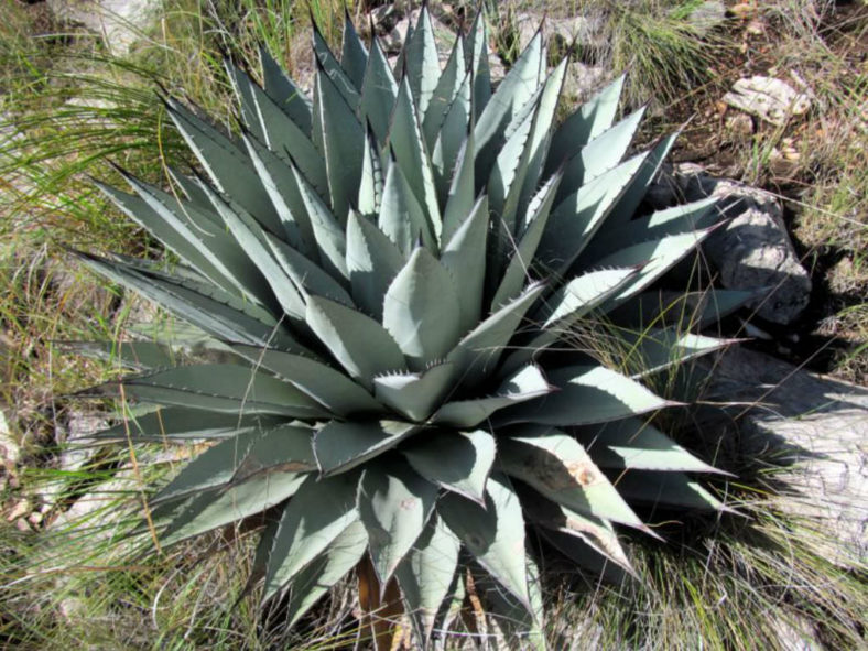 Agave parryi subsp. neomexicana - New Mexico Agave