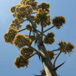 Agave Parryi Subsp. Neomexicana (New Mexico Agave) - World Of Succulents