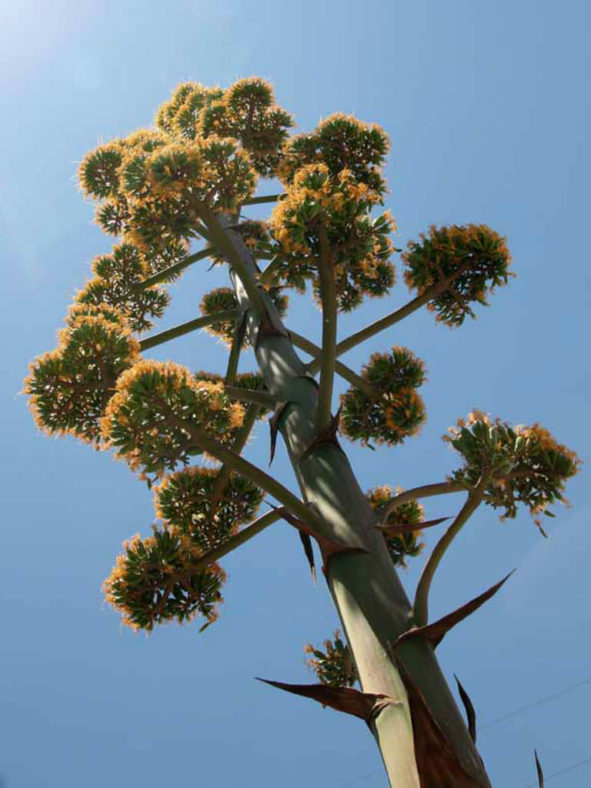 Agave parryi subsp. neomexicana - New Mexico Agave