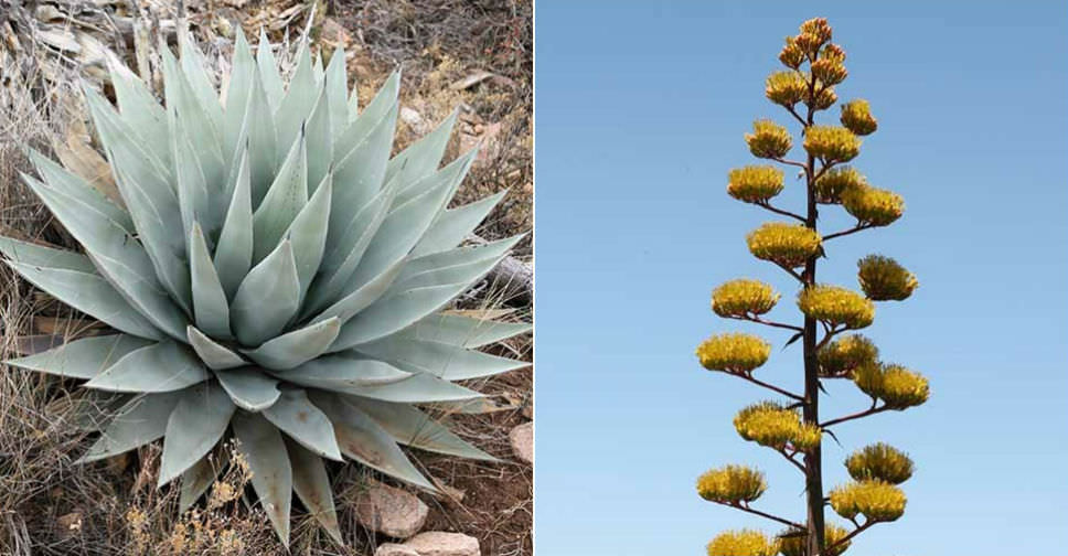 Agave parryi var. couesii (Coues Agave) - World of Succulents