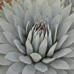 Agave parryi var. couesii - Coues Agave