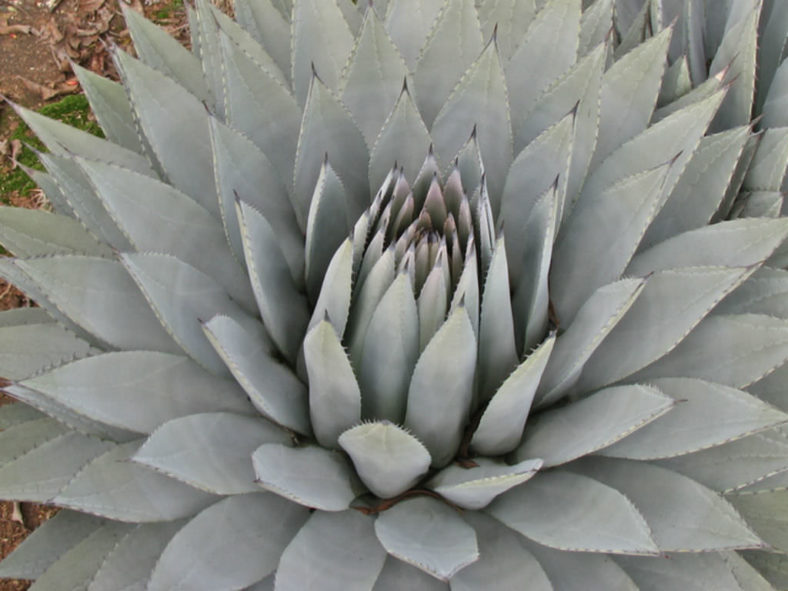 Agave parryi var. couesii - Coues Agave