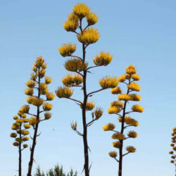 Agave parryi var. couesii - Coues Agave