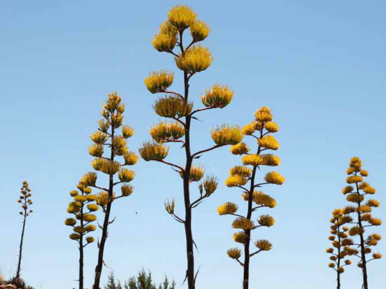 Agave parryi var. couesii - Coues Agave