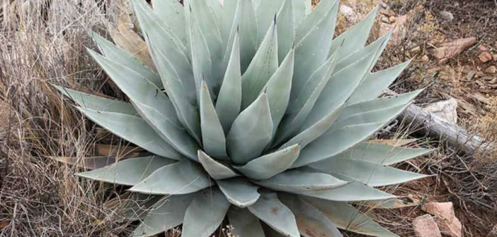Agave parryi var. couesii (Coues Agave) - World of Succulents