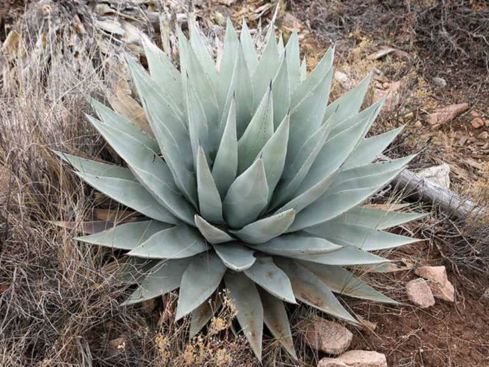 Agave parryi var. couesii - Coues Agave