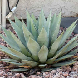 Agave parryi var. couesii - Coues Agave