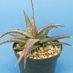 Aloe 'Dracula's Blood'