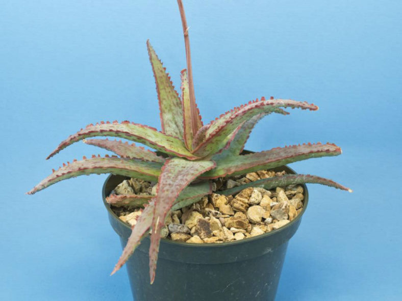 Aloe 'Dracula's Blood'