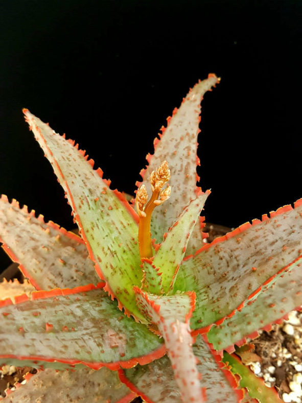 Aloe 'Dracula's Blood'