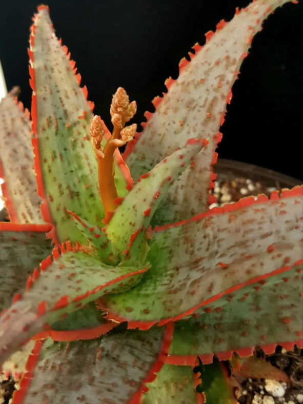 Aloe 'Dracula's Blood'