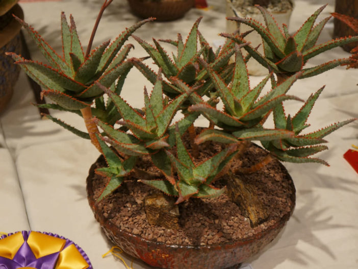 Aloe 'Dracula's Blood'