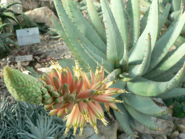 Aloe claviflora (Kraal Aloe)