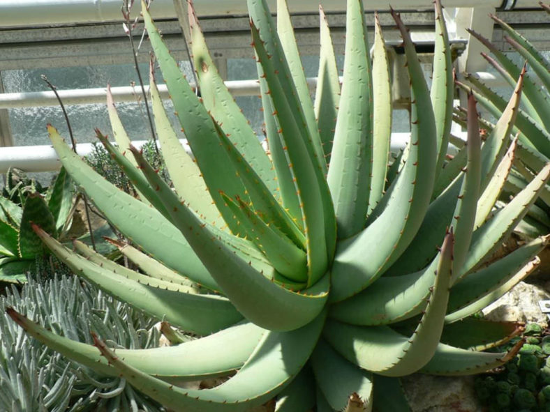 Aloe claviflora (Kraal Aloe)