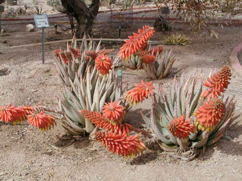 Aloe claviflora (Kraal Aloe)