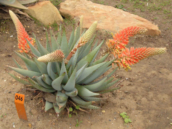 Aloe claviflora (Kraal Aloe)