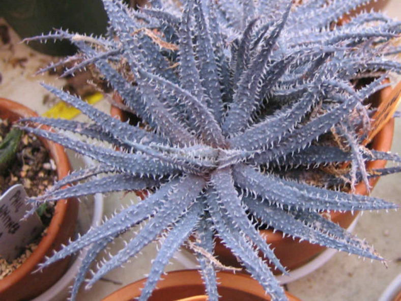 Aloe parvula