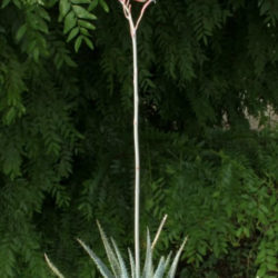 Aloe parvula