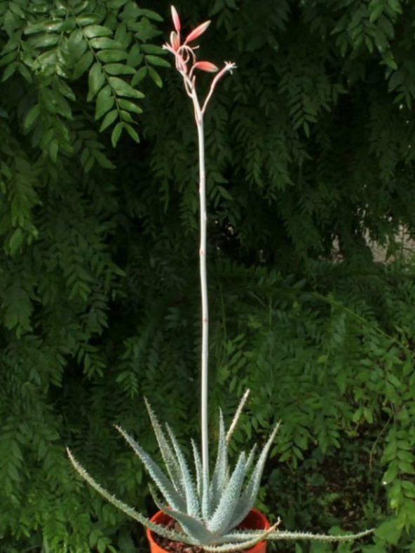 Aloe parvula