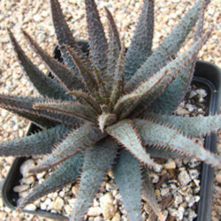 Aloe parvula