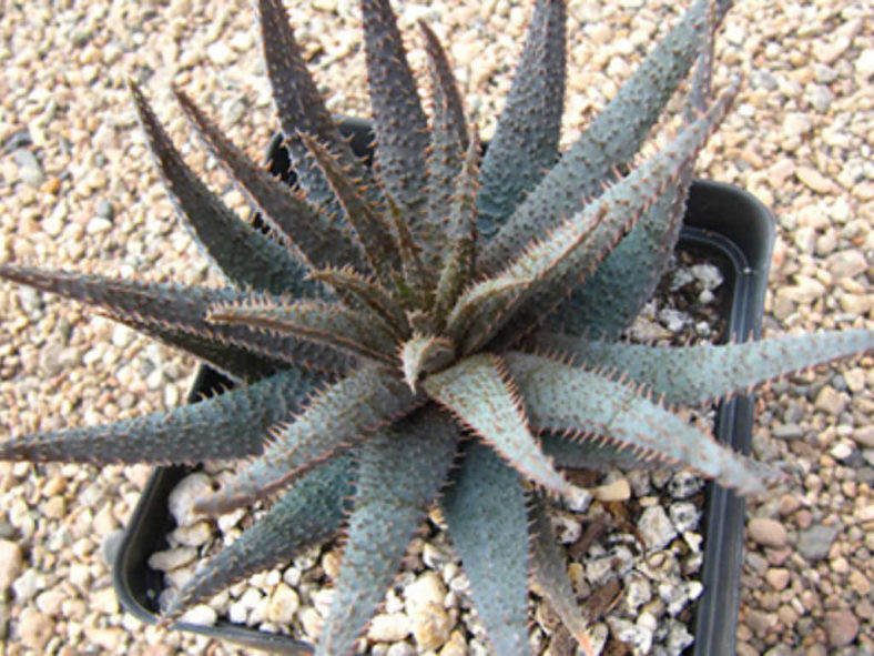 Aloe parvula