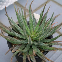 Aloe parvula